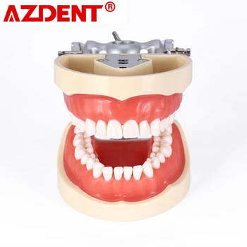 Модель зубов AZDENT Dental Typodont со съемными зубами 32шт, обучающая модель зубов, Стоматологические инструменты, принадлежности для Зуботехнической лаборатории
