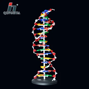 60 см Модель структуры ДНК Базовая пара Генетический Ген ДНК Модели Двойной спирали ДНК Преподавание биологии Учебное Оборудование Расходные материалы